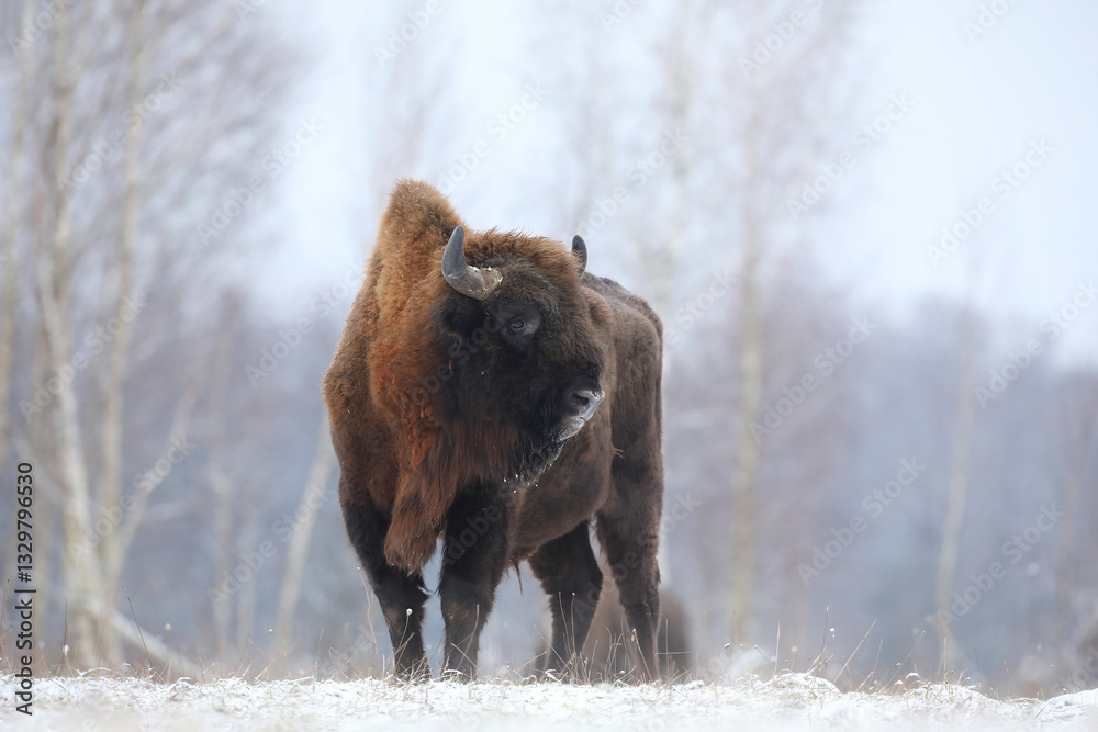 Żubr (Bos bonasus), wisent