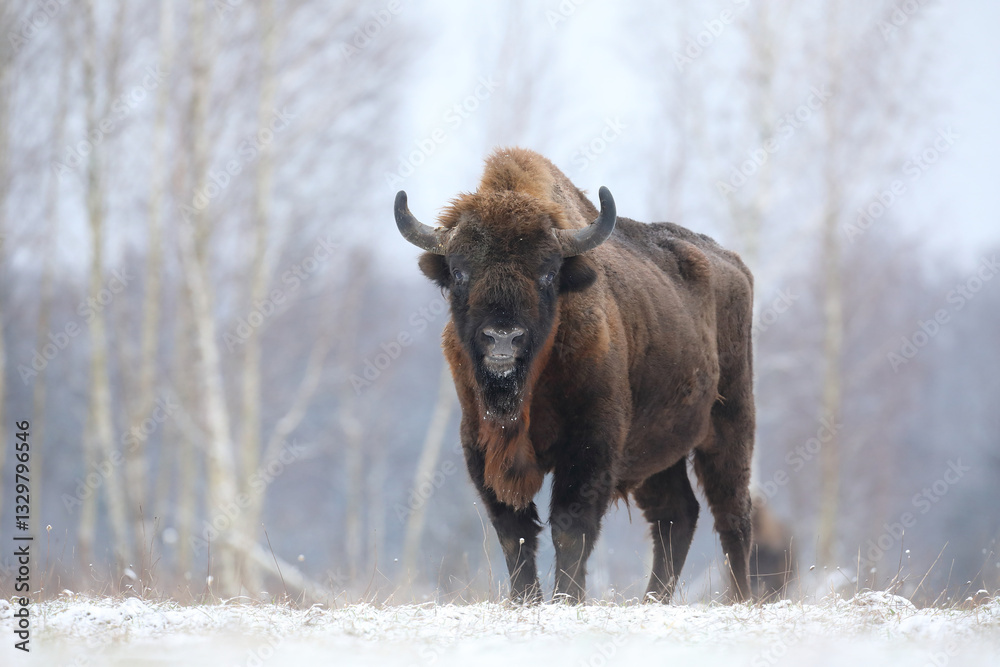 Żubr (Bos bonasus), wisent