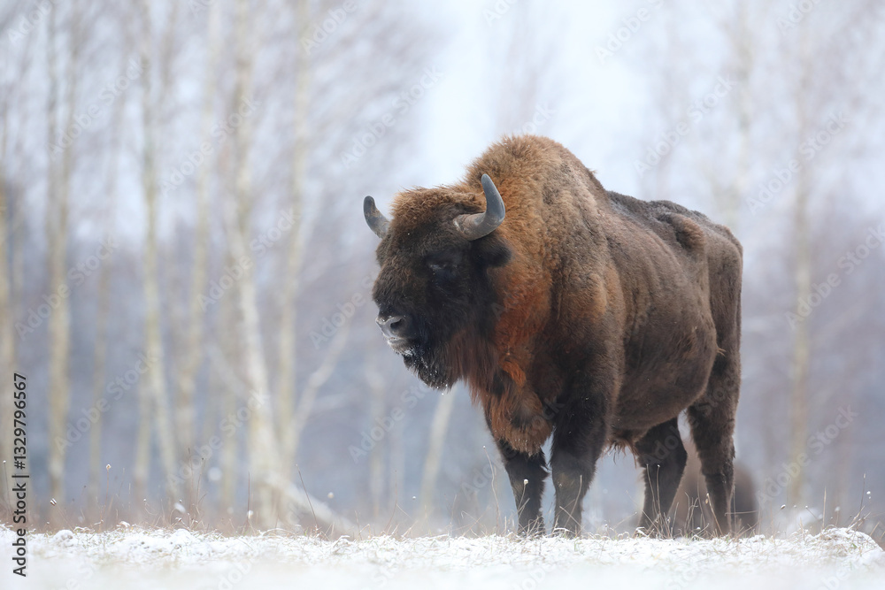Żubr (Bos bonasus), wisent
