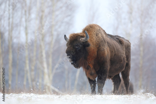 Obraz na płótnie Żubr (Bos bonasus), wisent w salonie