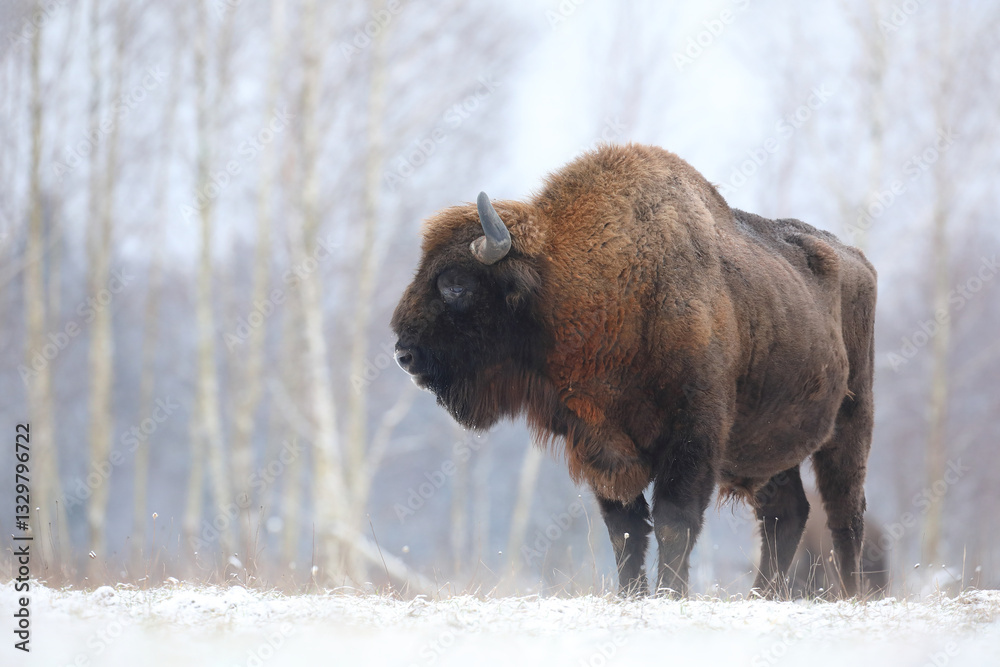 Żubr (Bos bonasus), wisent