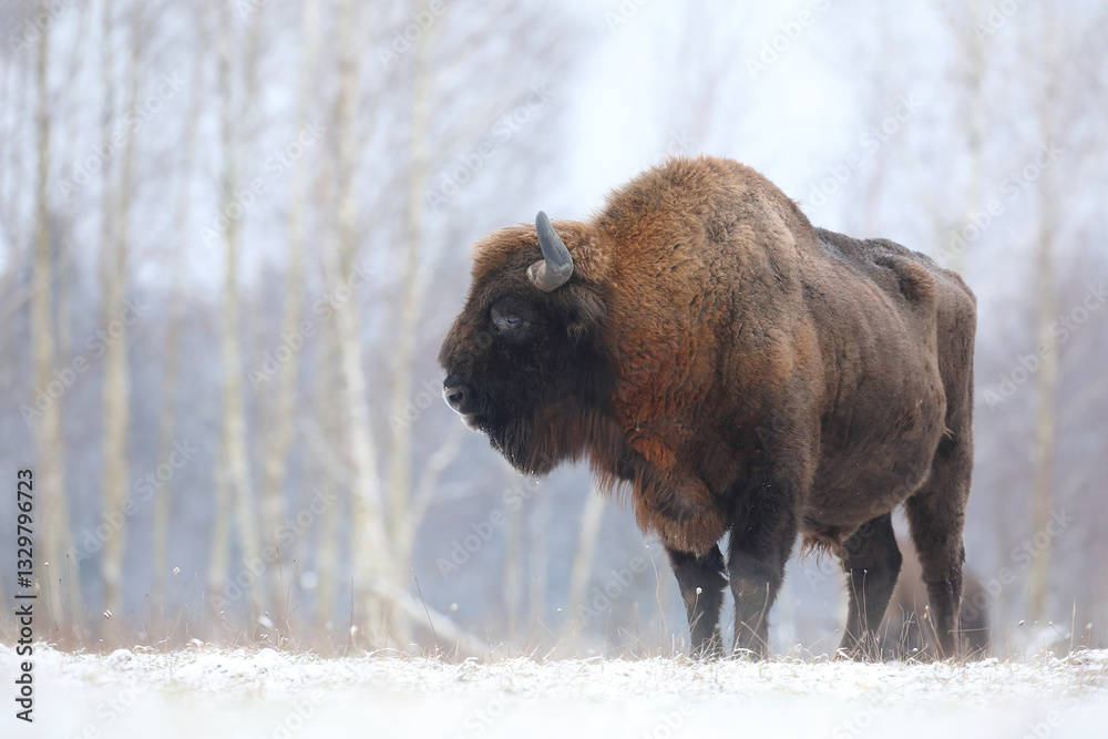 Żubr (Bos bonasus), wisent