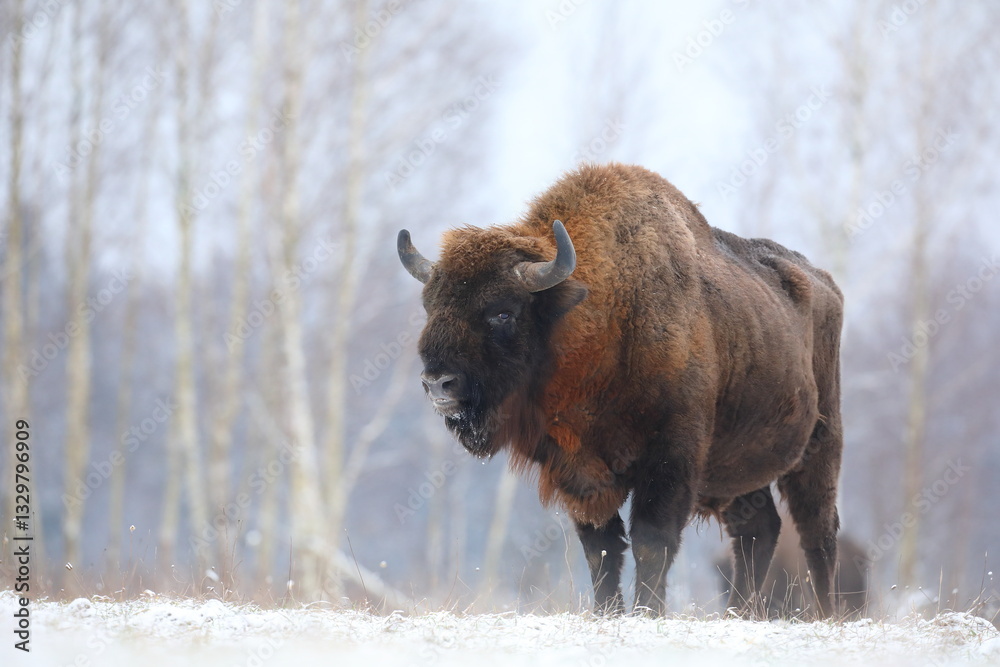 Żubr (Bos bonasus), wisent