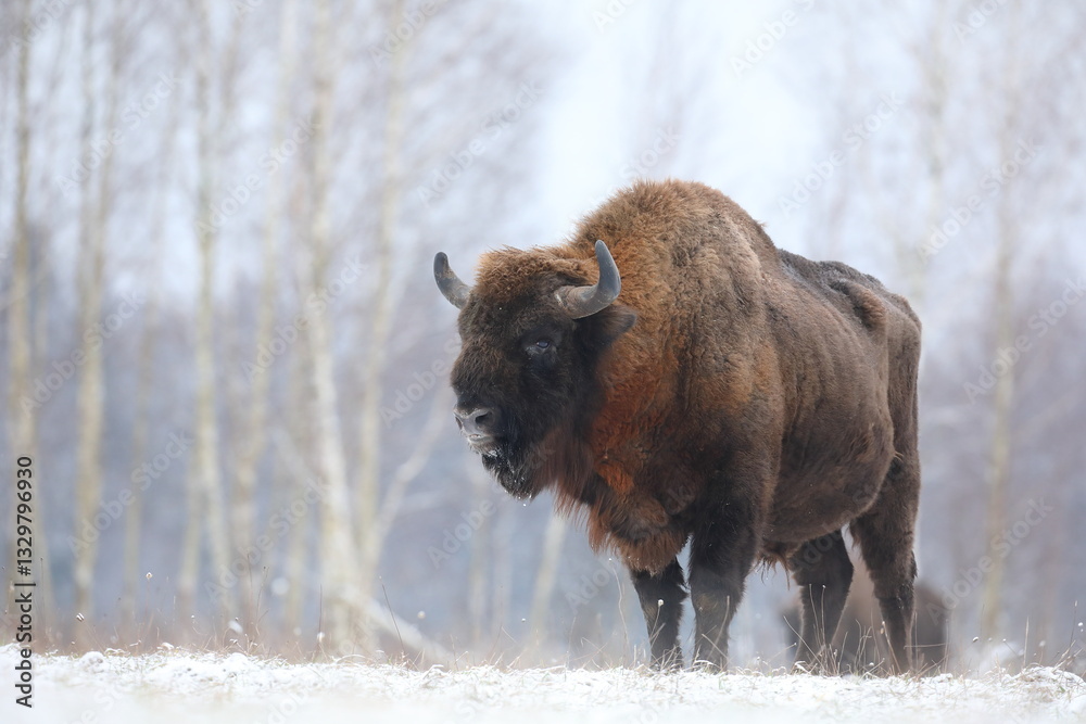 Żubr (Bos bonasus), wisent