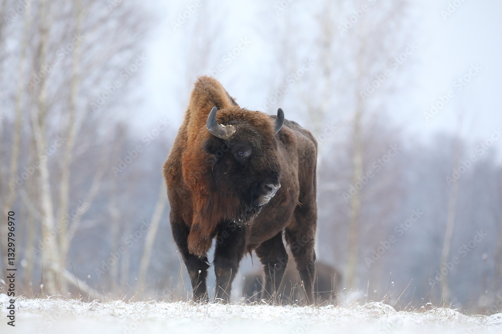 Żubr (Bos bonasus), wisent