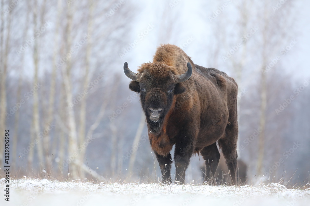 Żubr (Bos bonasus), wisent