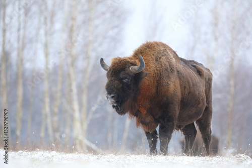 Żubr (Bos bonasus), wisent
