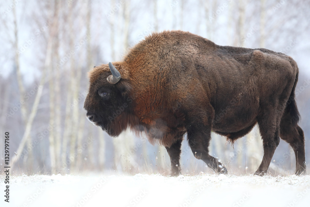 Żubr (Bos bonasus), wisent