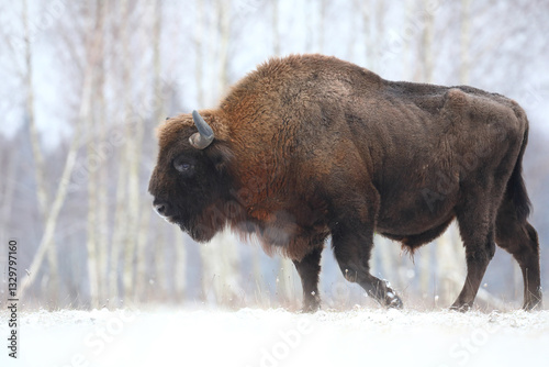Obraz na płótnie Żubr (Bos bonasus), wisent w salonie