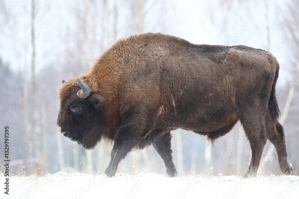 Żubr (Bos bonasus), wisent