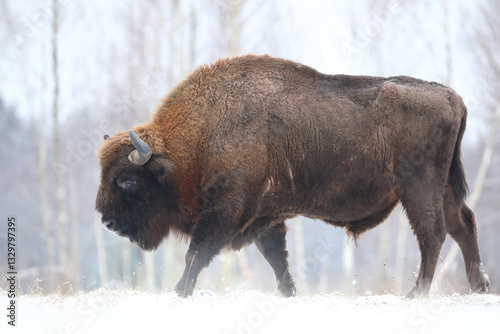 Obraz na płótnie Żubr (Bos bonasus), wisent w salonie