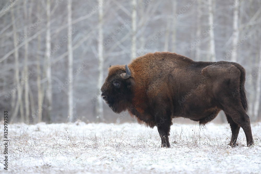 Żubr (Bos bonasus), wisent
