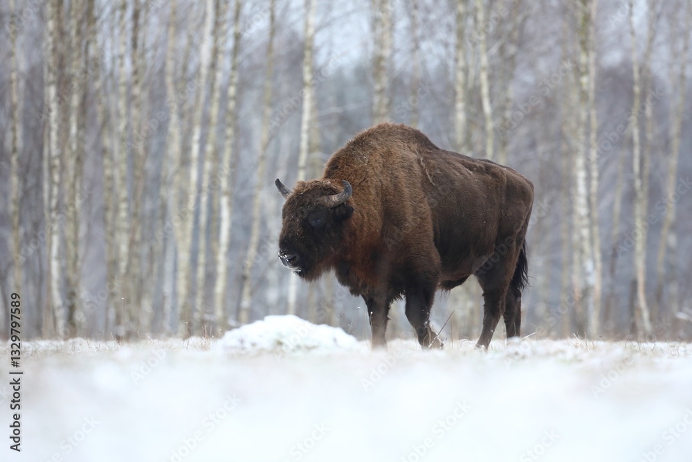 Żubr (Bos bonasus), wisent