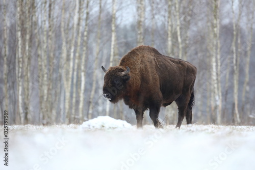 Obraz na płótnie Żubr (Bos bonasus), wisent w salonie
