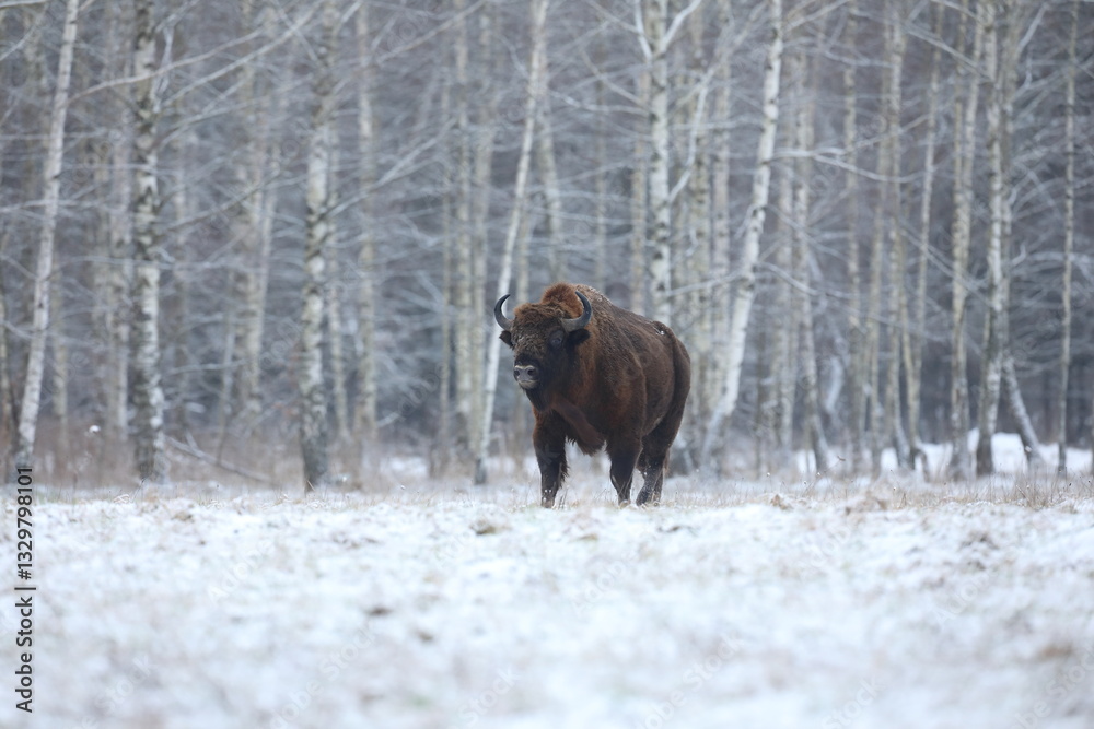Żubr (Bos bonasus), wisent