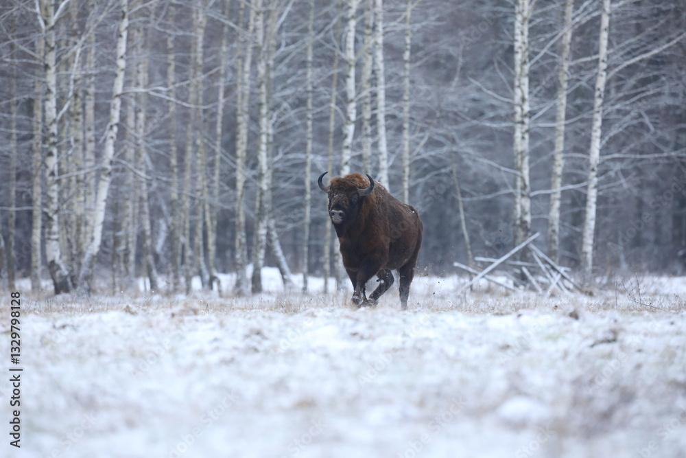 Żubr (Bos bonasus), wisent