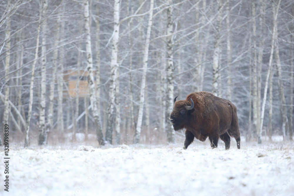 Żubr (Bos bonasus), wisent