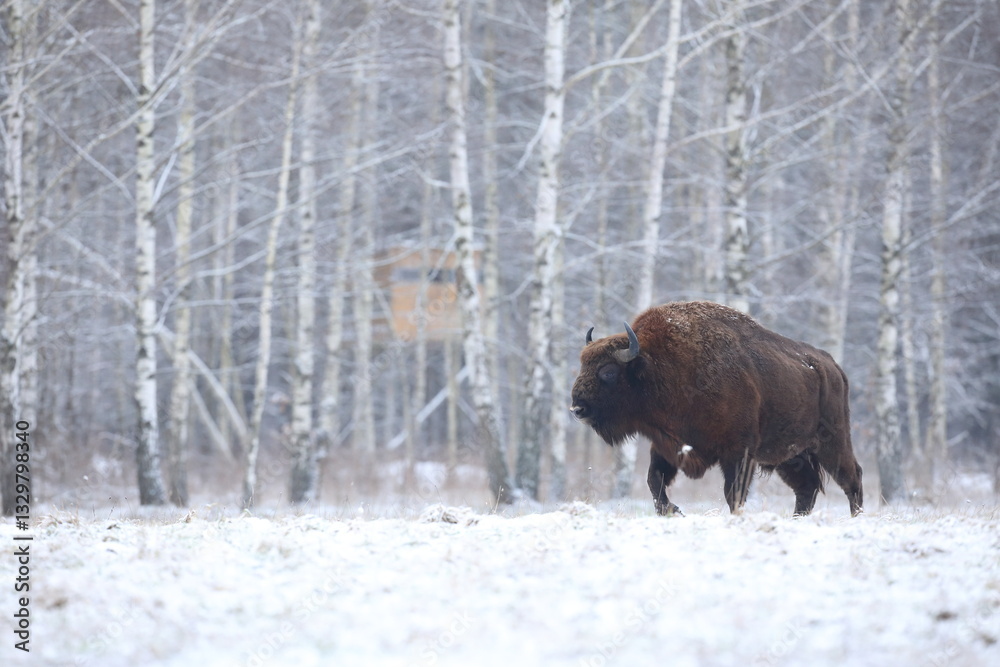 Żubr (Bos bonasus), wisent