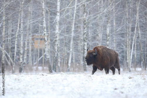 Obraz na płótnie Żubr (Bos bonasus), wisent w salonie