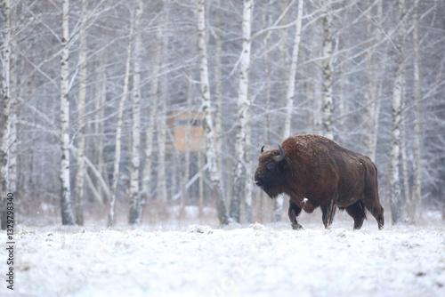 Obraz na płótnie Żubr (Bos bonasus), wisent w salonie