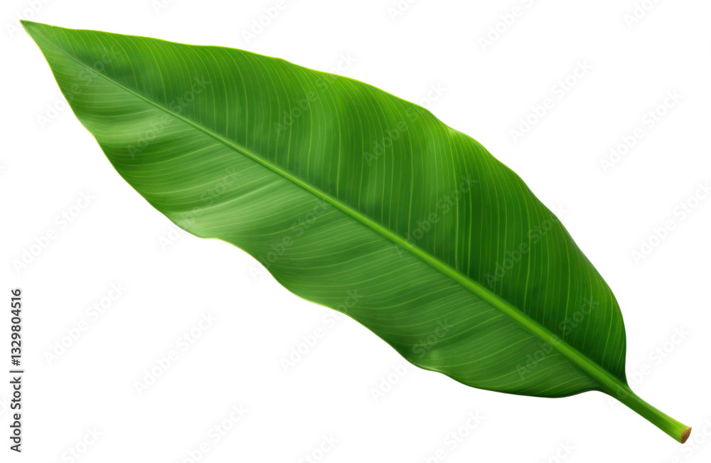 Fototapeta premium PNG Bananas leaf plant white background freshness.