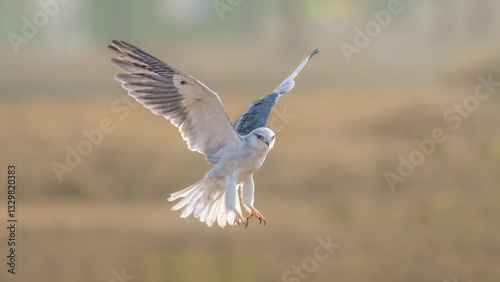 Photography white tailed hawk