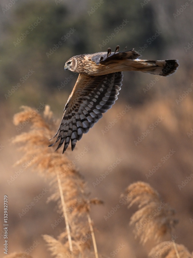 Obraz premium hawk in the sky