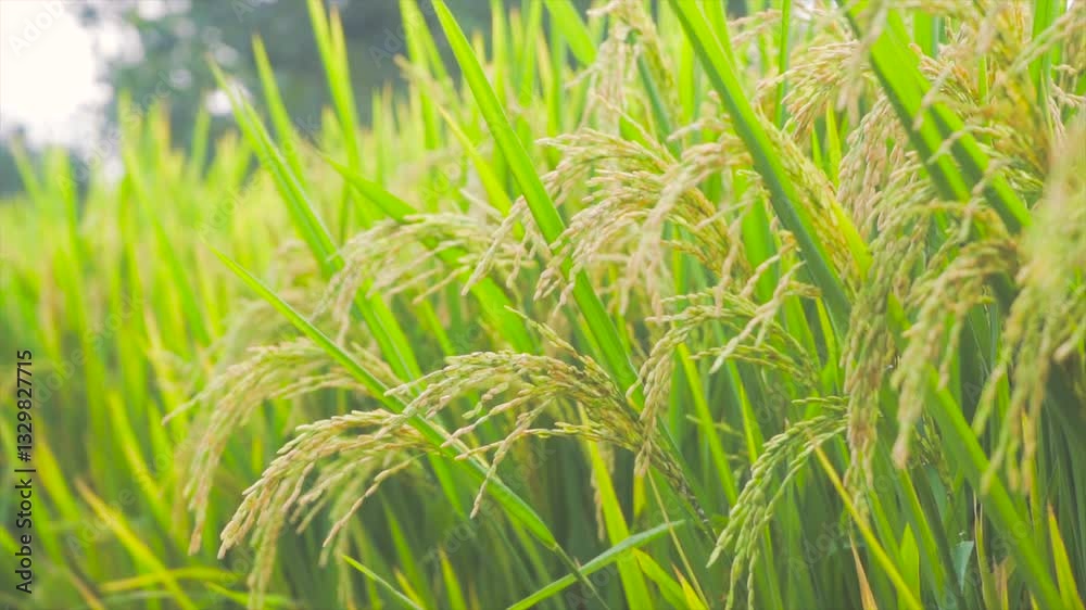 Rice Paddy Close up in a Lush Agricultural Field During Summer Season Rice Paddy Close up in a Lush Agricultural Field During Summer Season