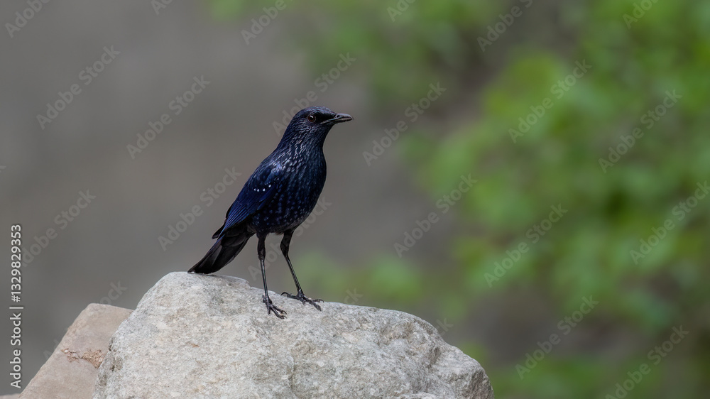 Naklejka premium black capped kingfisher