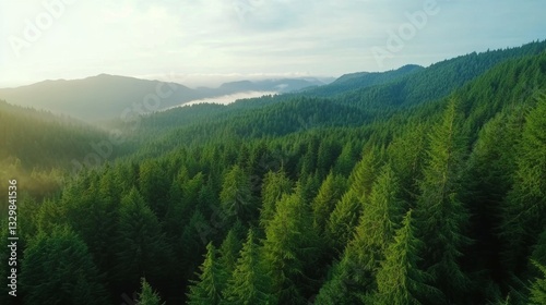 A dense green forest stretches across rolling hills under a bright sky, creating a peaceful and natural landscape.
