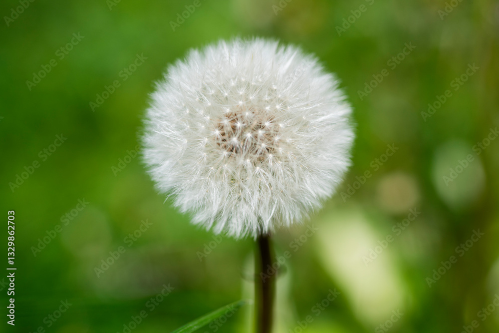 White Dandelion flower close up. Nature background. Fluffy flower. Fluffy dandelion head. White dandelion flower. Dandelion seed heads. Nature background. White Dandelion flower close up. Nature background. Fluffy flower. Fluffy dandelion head. White dandelion flower. Dandelion seed heads. Nature background.