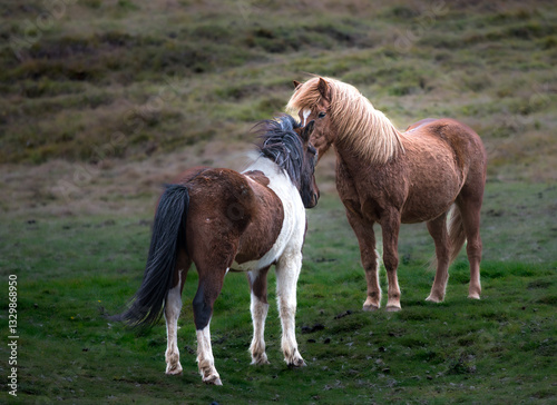 Icelandic horses engage in a gentle interaction on lush green pasture in Iceland