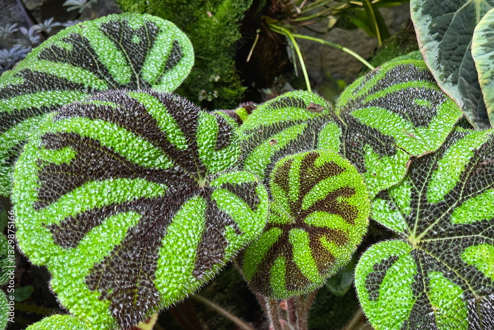 Iron cross begonia leaves growing in the botanic gardens in Singapore