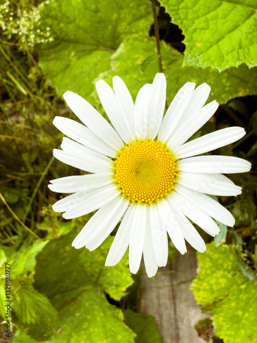 Einsame Gänseblümchenblüte - Natur Minimalismus im Fokus