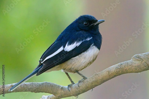 Oriental Magpie-robin, (Copsychus saularis), male perched, Corbett, Uttarakhand, India.