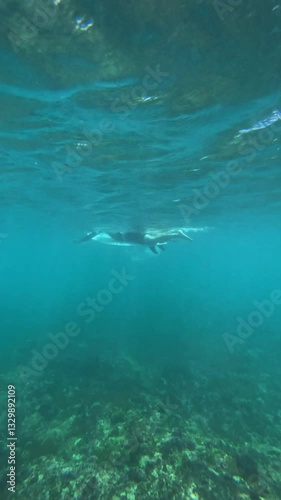 Wallpaper Mural Male surfer paddling in transparent water of Indian ocean.Vertical video.Slow motion video. Torontodigital.ca