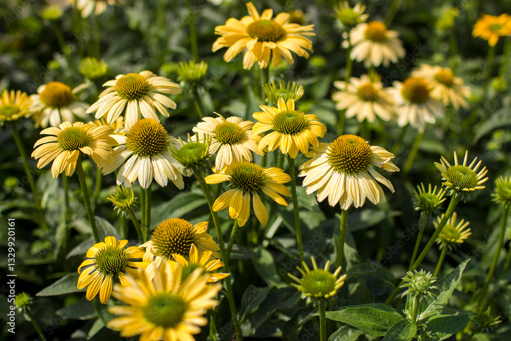 echinacea purpurea - coneflowers in the garden - soft focus