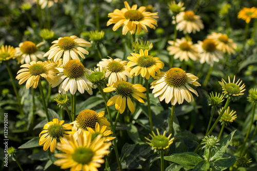 Obraz na płótnie echinacea purpurea - coneflowers in the garden - soft focus w salonie