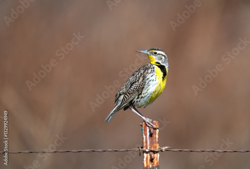 Western Meadowlark isolated on a fencepost