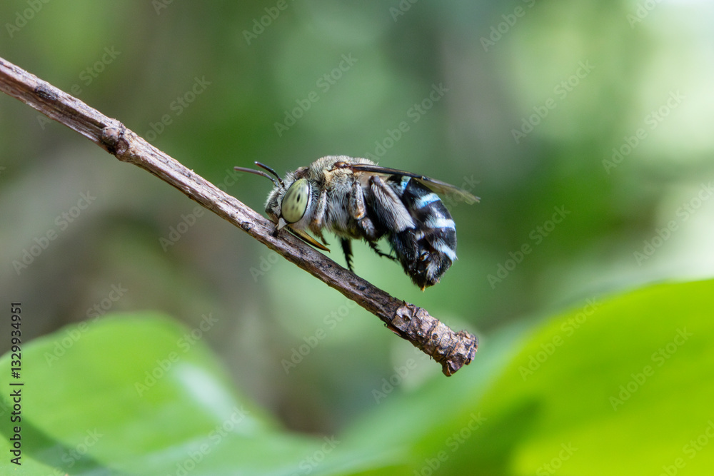 Close-up blue-banded bee on green leaves in the forest during the rainy season. Green nature background. Close-up blue-banded bee on green leaves in the forest during the rainy season. Green nature background.