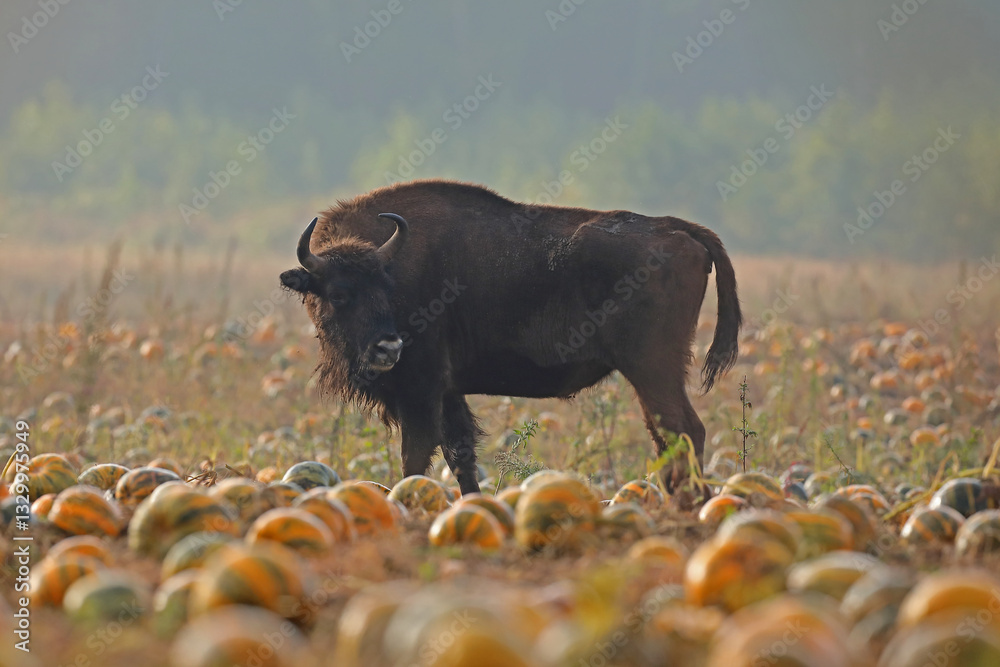 Żubr (Bos bonasus), wisent