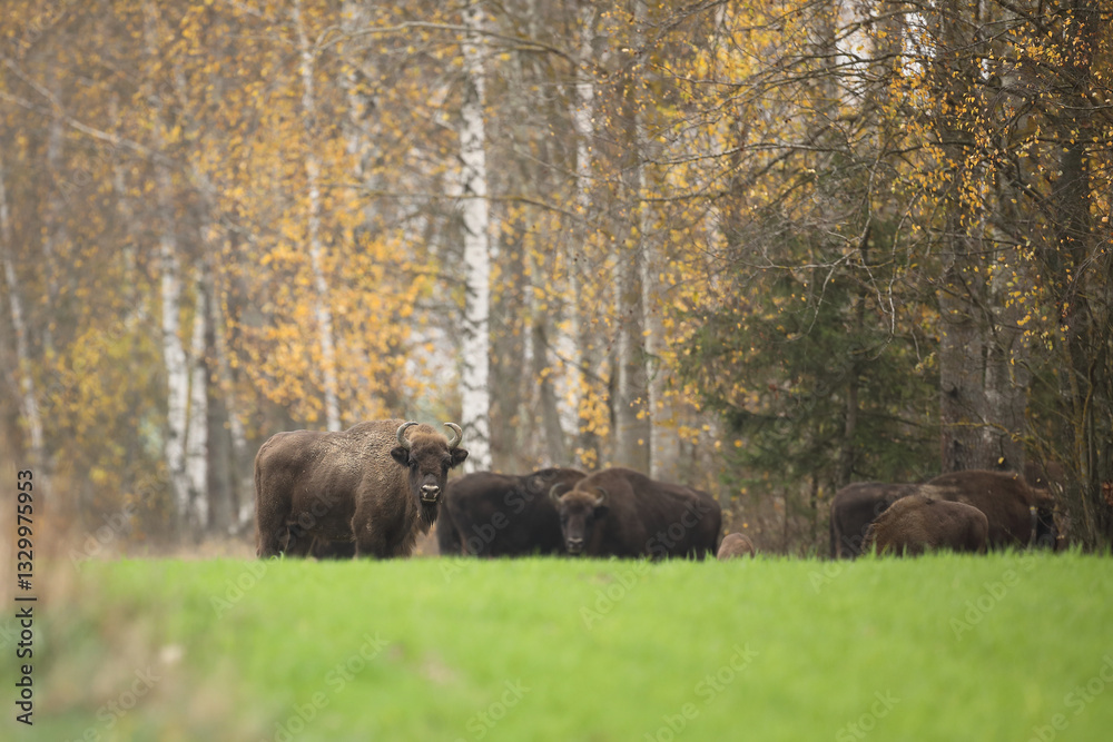 Żubr (Bos bonasus), wisent