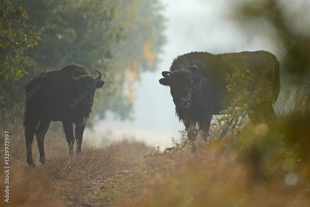 Żubr (Bos bonasus), wisent