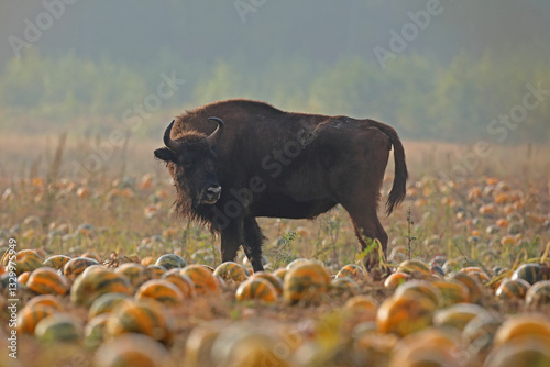 Obraz na płótnie Żubr (Bos bonasus), wisent w salonie
