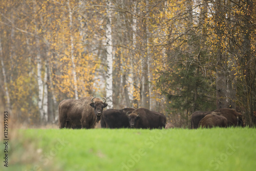 Obraz na płótnie Żubr (Bos bonasus), wisent w salonie