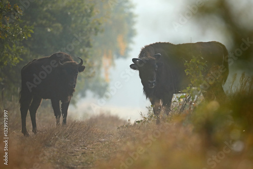 Obraz na płótnie Żubr (Bos bonasus), wisent w salonie