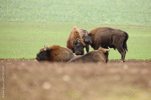 Obraz na płótnie Żubr (Bos bonasus), wisent w salonie