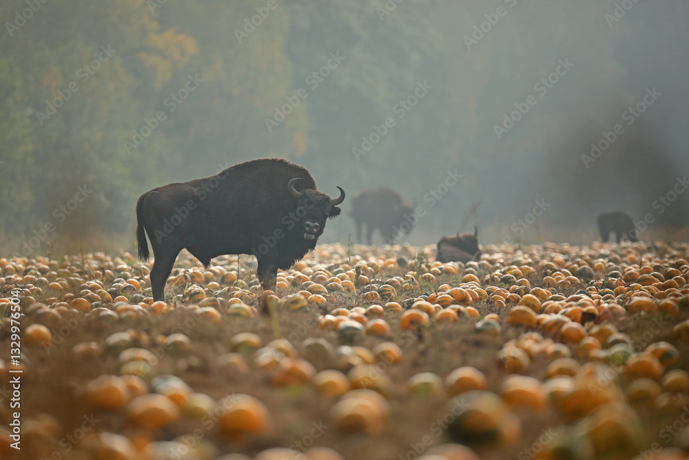Żubr (Bos bonasus), wisent
