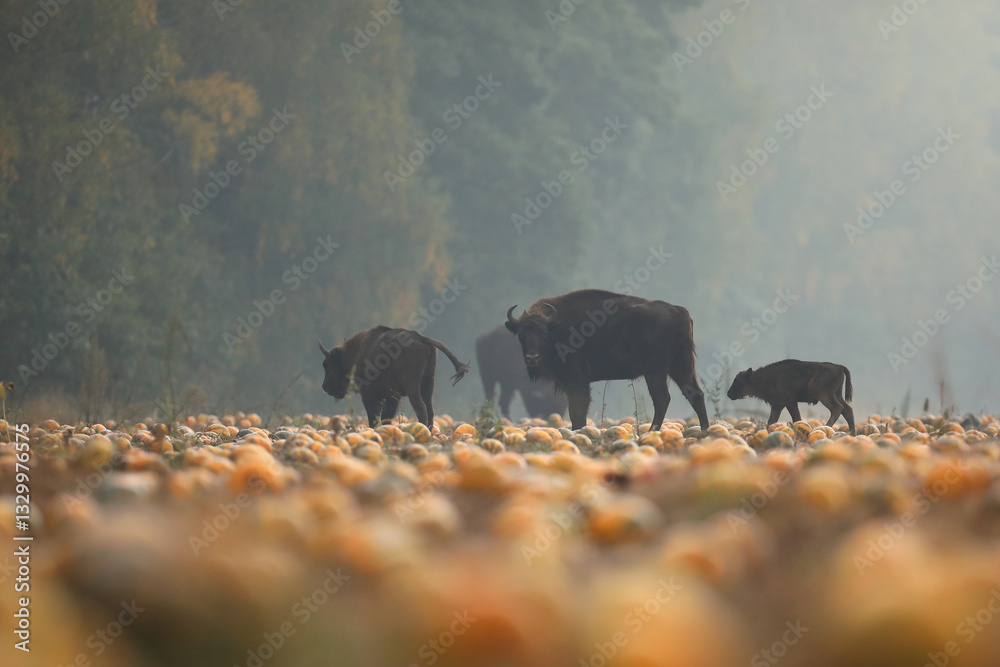 Żubr (Bos bonasus), wisent