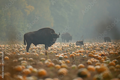 Obraz na płótnie Żubr (Bos bonasus), wisent w salonie
